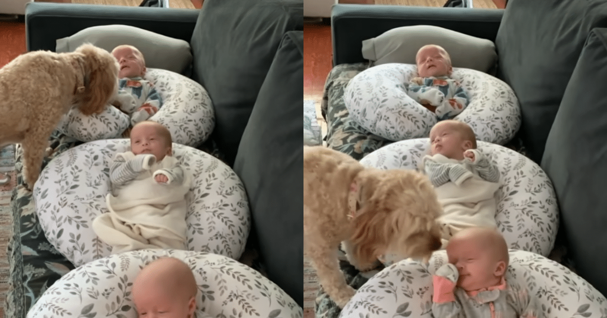 Sweet Goldendoodle Lovingly Cares for 2-Month-Old Triplets
in Busy Branford Household