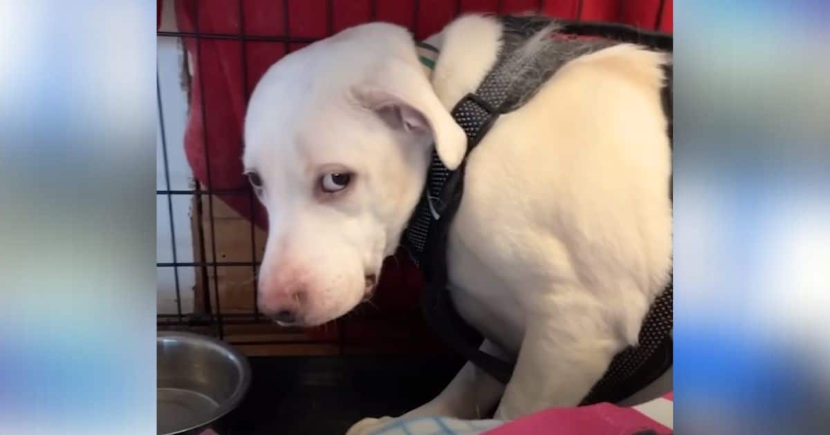 Terrified Dog Learns to Trust Again 1-Year After Foster
Care