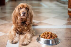 The 10 Most Food-Obsessed Dog Breeds