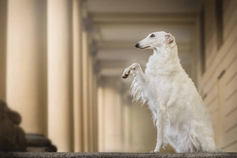 The 11 Most Noble Dog Breeds On Earth