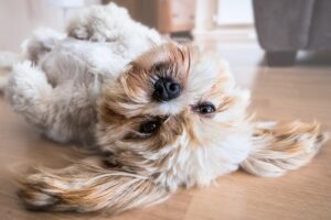 The 11 Most Relaxed Dog Breeds On Earth