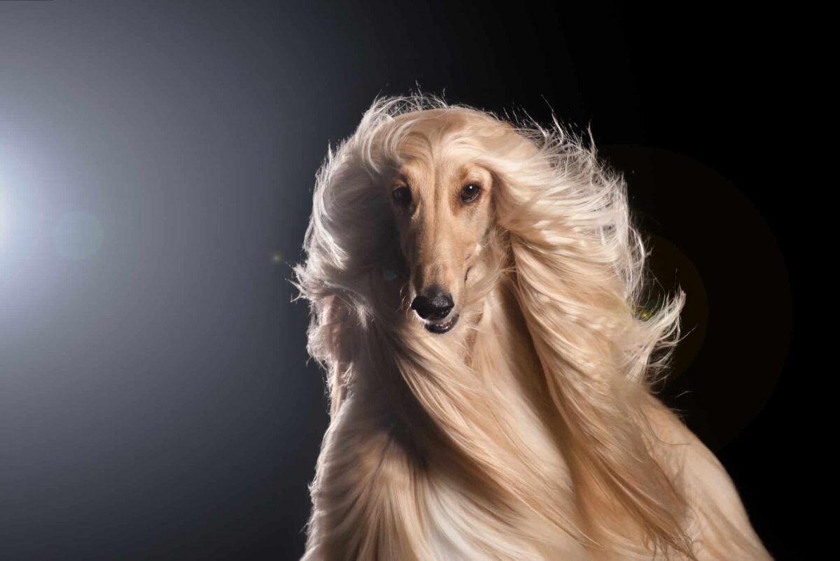 The 12 Most Majestic Dog Breeds On Earth