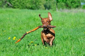 The 12 Most Stubborn Dog Breeds On Earth