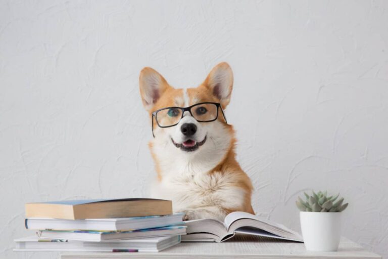 The 15 Smartest Dog Breeds On The Planet