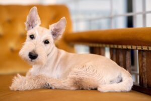 The 6 Most Popular Terrier Dog Breeds