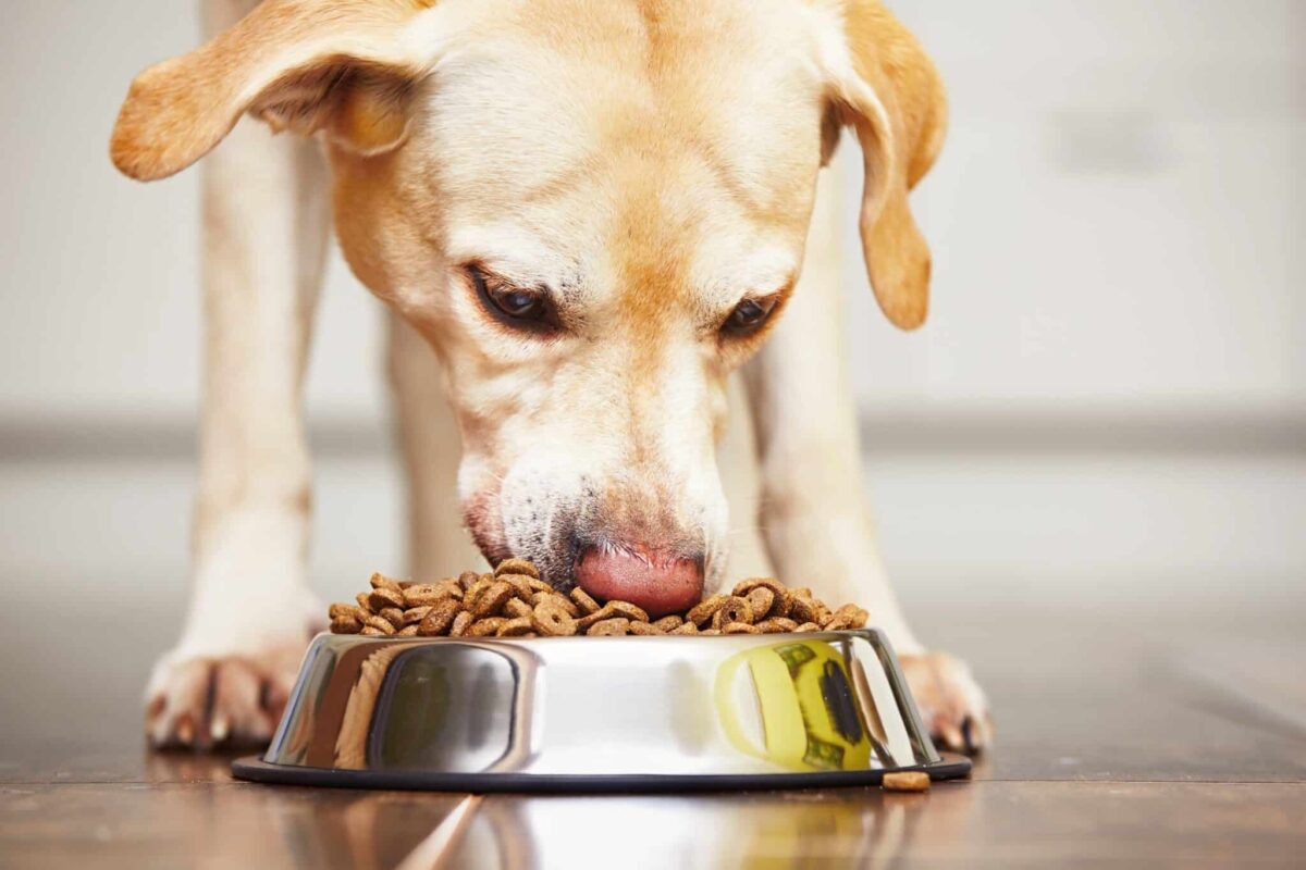 The 9 Dog Breeds with the Strangest Eating Habits