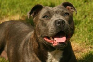 The 9 Most Unique Qualities of Staffordshire Bull
Terriers