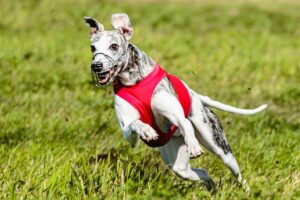 The Top 10 Fastest Dog Breeds