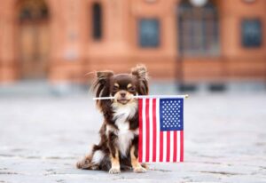 The Top 12 Qualities Dogs Have That Every Politician Should
Learn