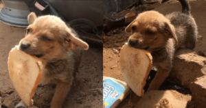 Tiny Stray Dog Offers His Only Bread to Rescuers in
Heartwarming Gesture