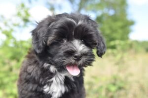 Top 10 Toy Dog Breeds That Stay Like Puppies Forever