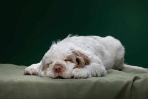 Top 11 Laziest Dog Breeds for Relaxed Owners