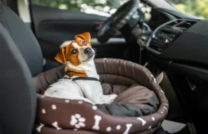 Jack-Russell-Terrier-in-lounger-dog-bed-for-travel-inside-the-car