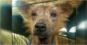 Trembling Bald Dog Gets Ready To Reveal Who He Really
Is