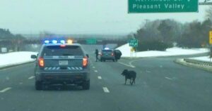 Troopers Shut Down Highway To Wrangle Dog Darting Through
Traffic