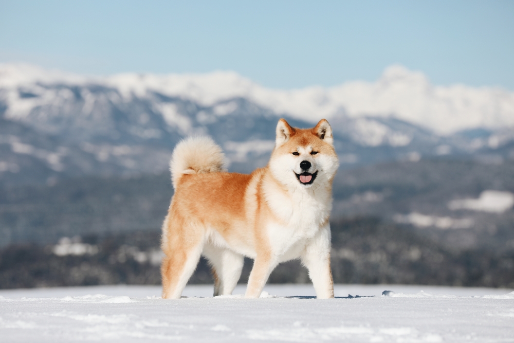 Akita Inu dog enjoying the winter and snow