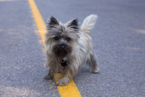 female wheaten cairn terrier dog