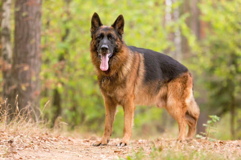 Why Are German Shepherds So Popular? 11 Great
Reasons