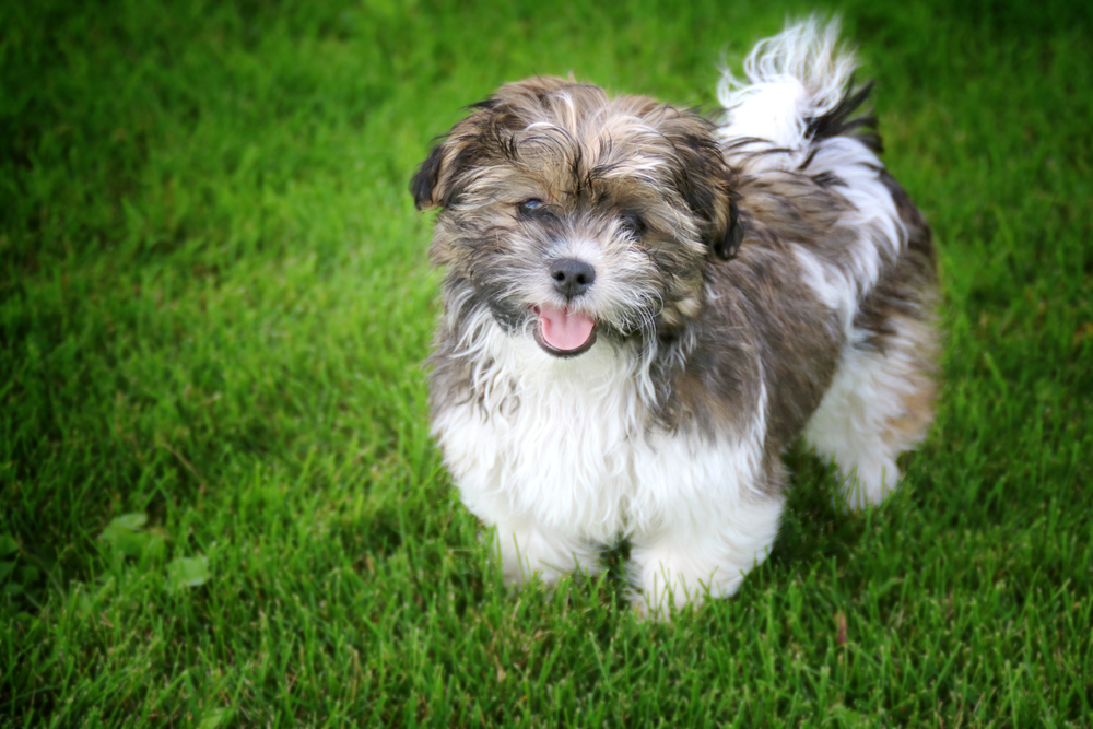 shichon (bichon frise shih tzu)