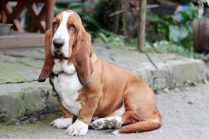 Basset-hound-dog-resting-outdoor