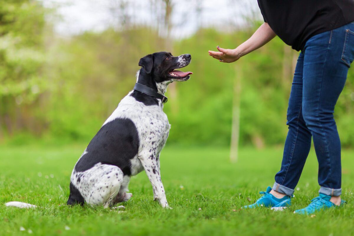 10 Commands Every Dog Should Know