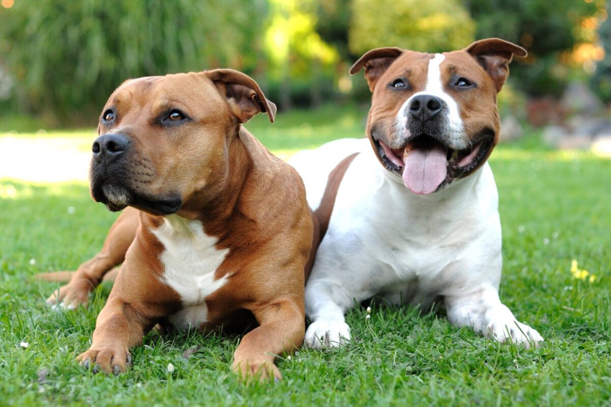 10 Dog Breeds Similar to Boxers