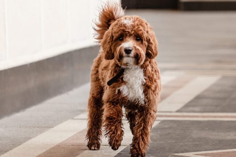 10 Dog Breeds Similar to Labradoodles