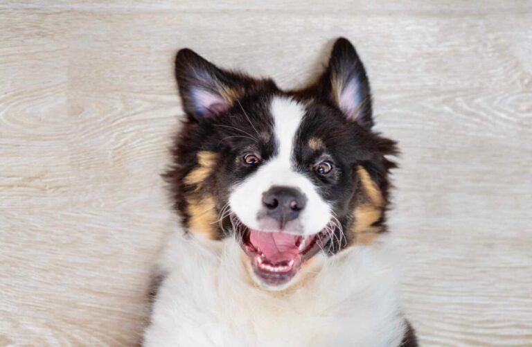 10 Hilarious Surprises in Your Pup’s First Year