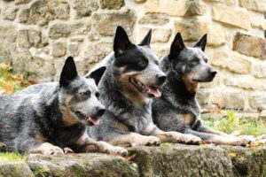 10 Little-Known Things About Australian Cattle Dogs