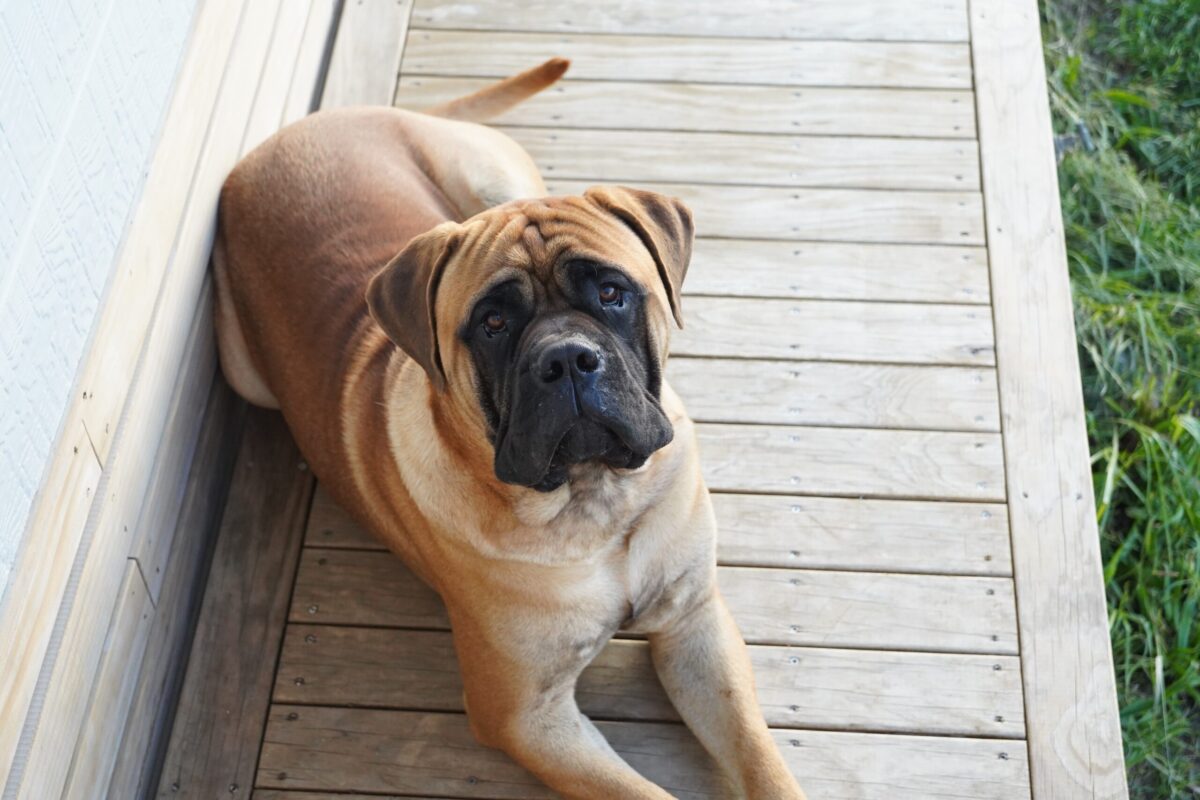 10 Little-known Facts About Bullmastiffs That Make Them
Special