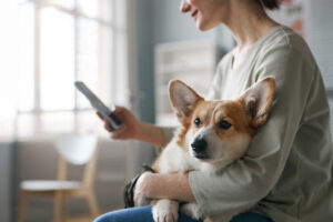 female owner of welsh pembroke corgi dog using mobile phone