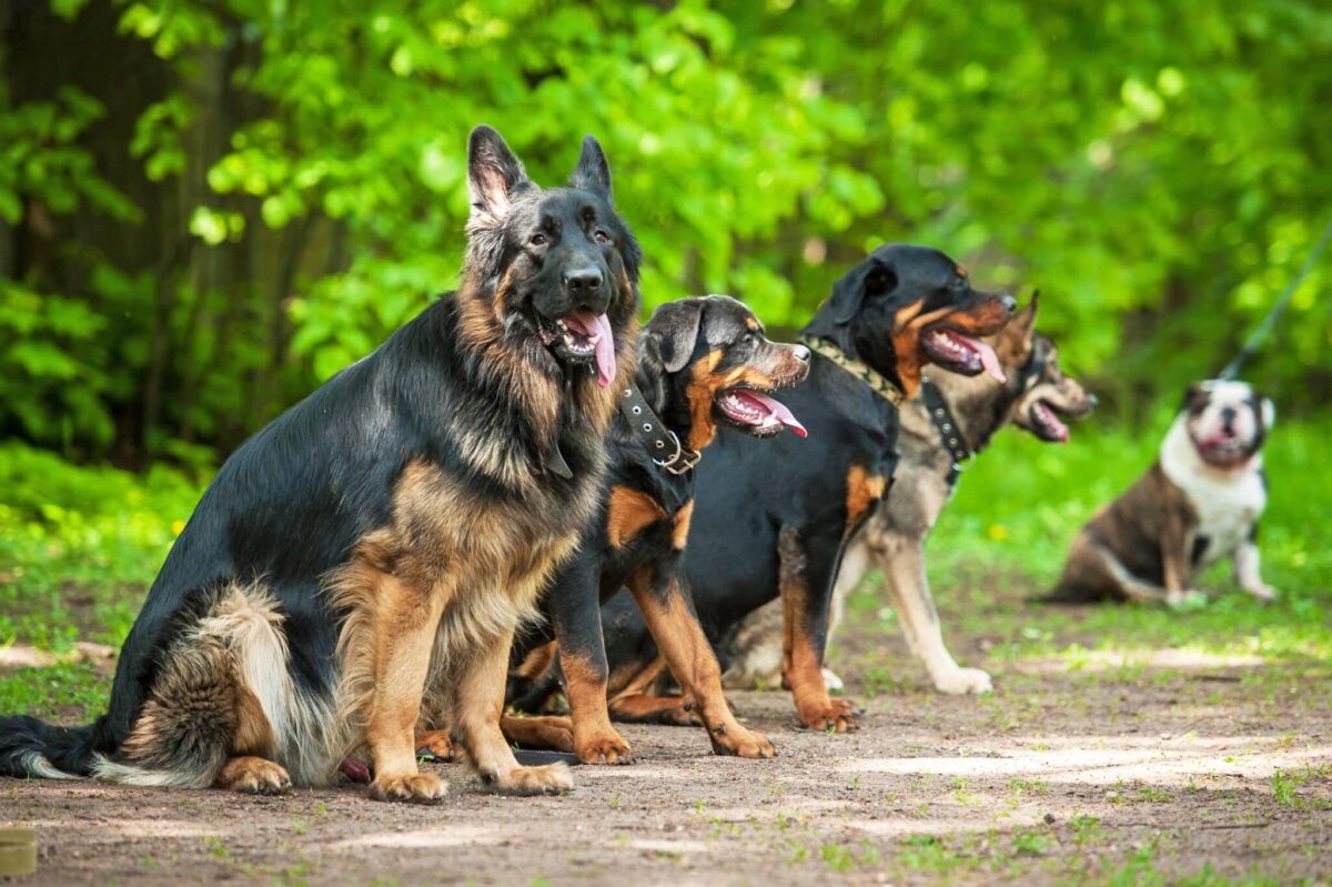 10 Pawsome Working Dogs Ready To Tackle Your To-Do
List!