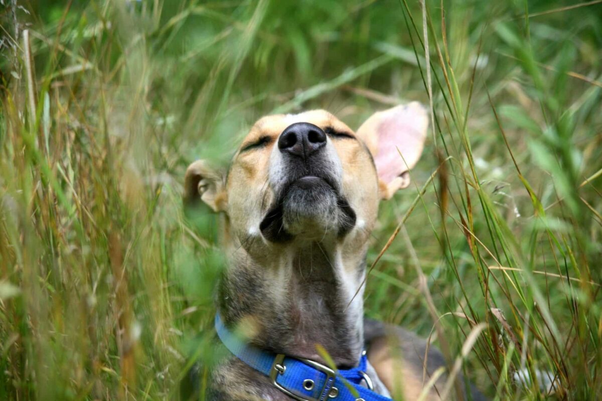 10 Reasons Dogs Are Obsessed With Grass