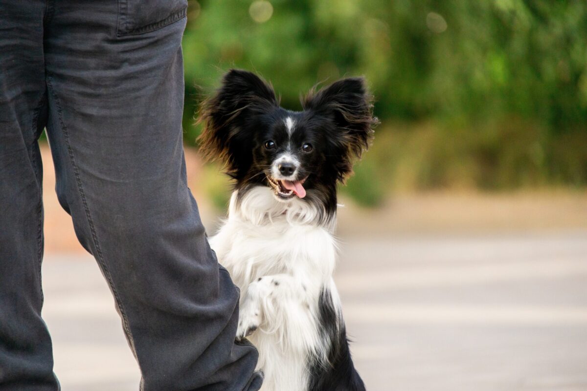 10 Senior-Friendly Dogs That Are a Breeze to Train