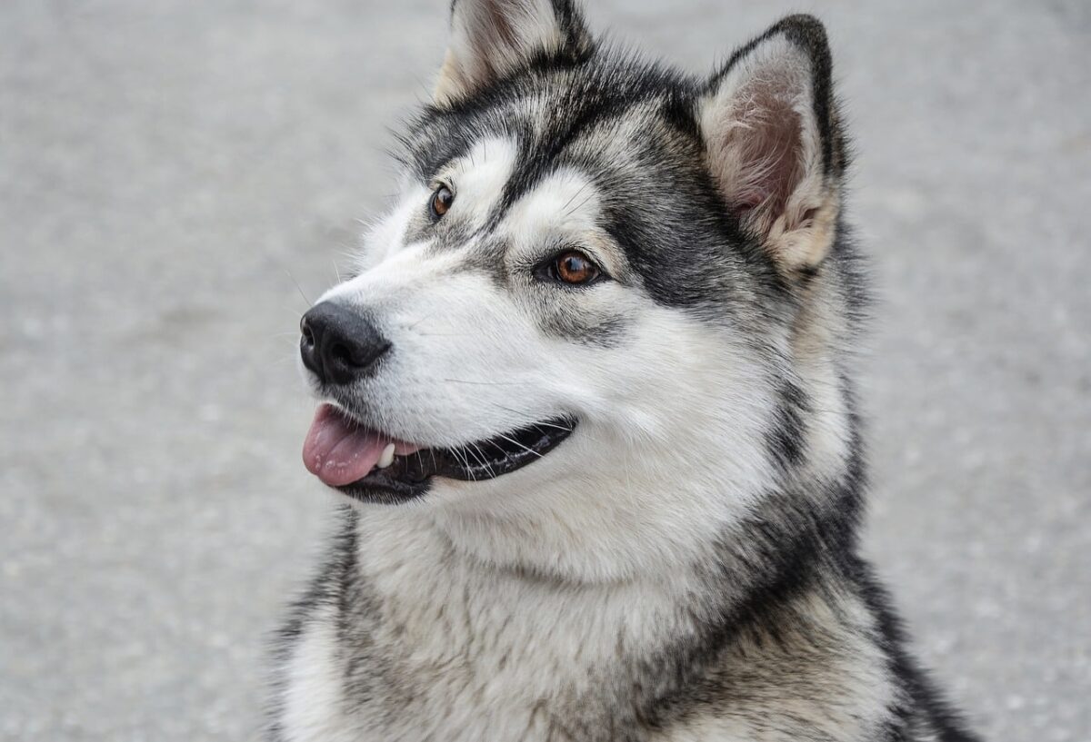 10 Things Every Alaskan Malamute Owner Needs in Their
Home