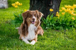 10 Things Every Australian Shepherd Owner Needs in Their
Home