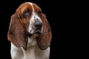 10 Things Every Basset Hound Owner Needs in Their
Home