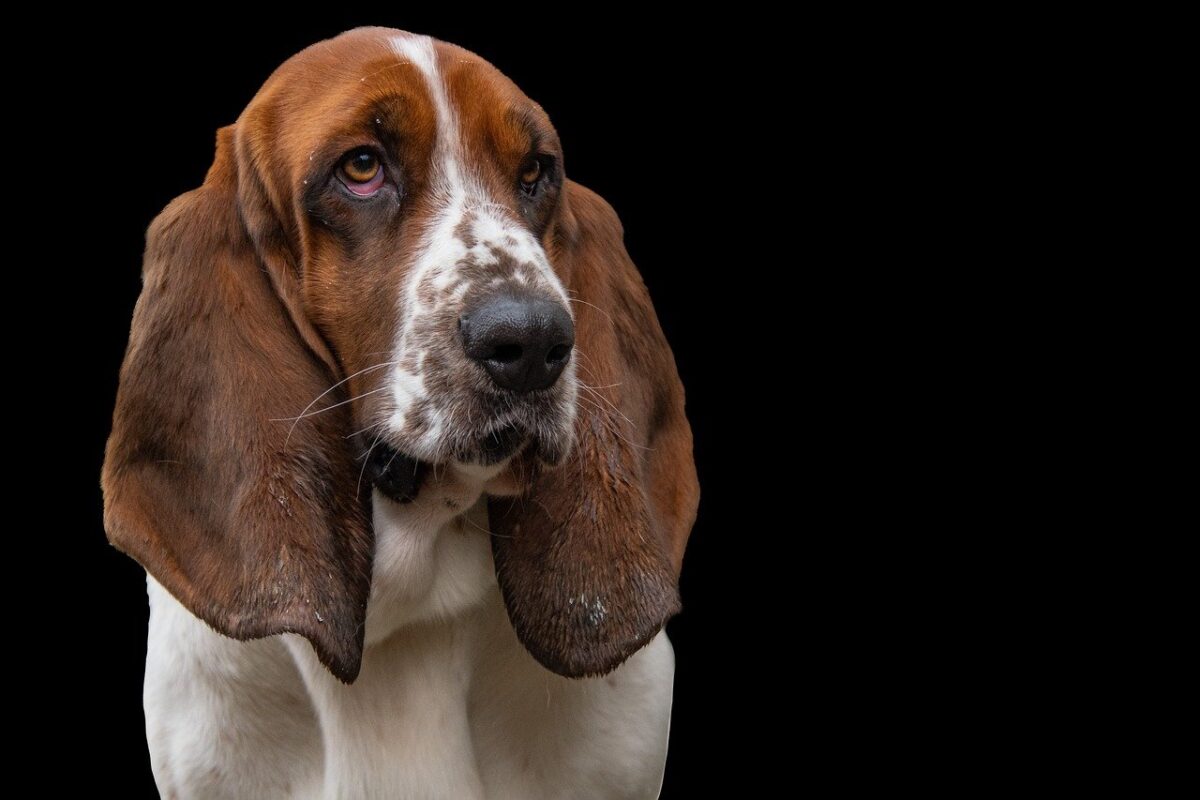 10 Things Every Basset Hound Owner Needs in Their
Home