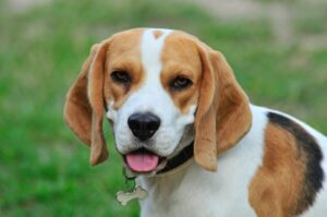 10 Things Every Beagle Owner Needs in Their Home