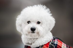 10 Things Every Bichon Frise Owner Needs in Their
Home