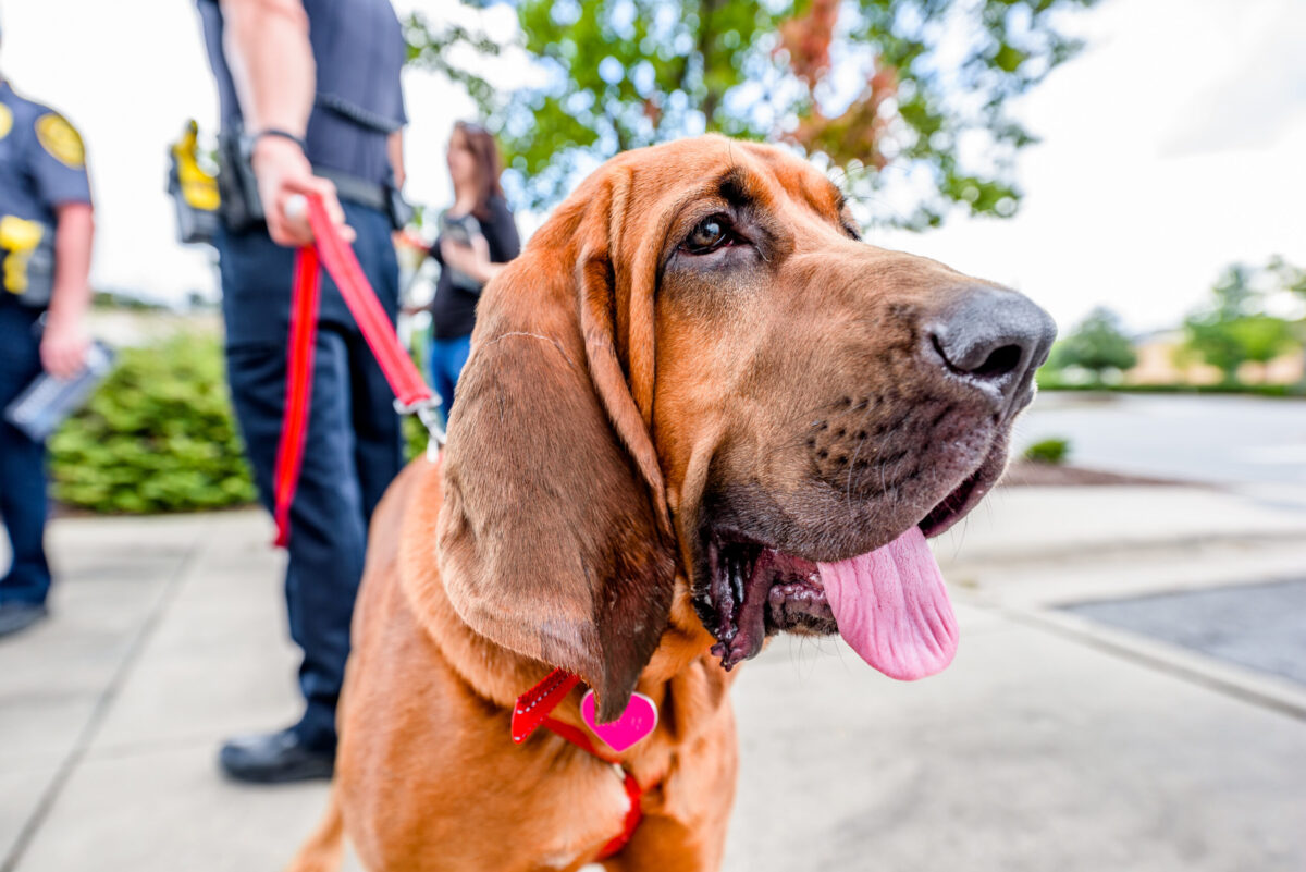 10 Things Every Bloodhound Owner Needs in Their Home