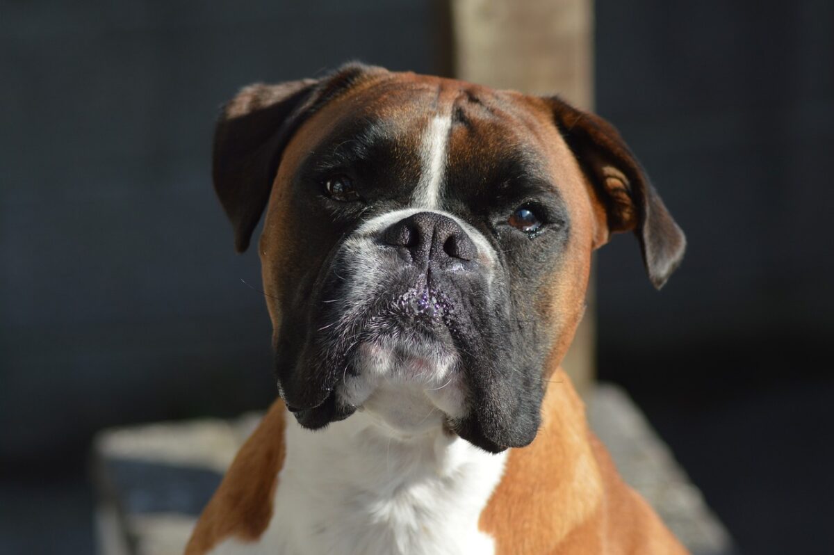 10 Things Every Boxer Owner Needs in Their Home