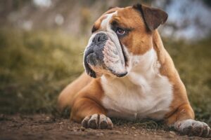 10 Things Every Bulldog Owner Needs in Their Home