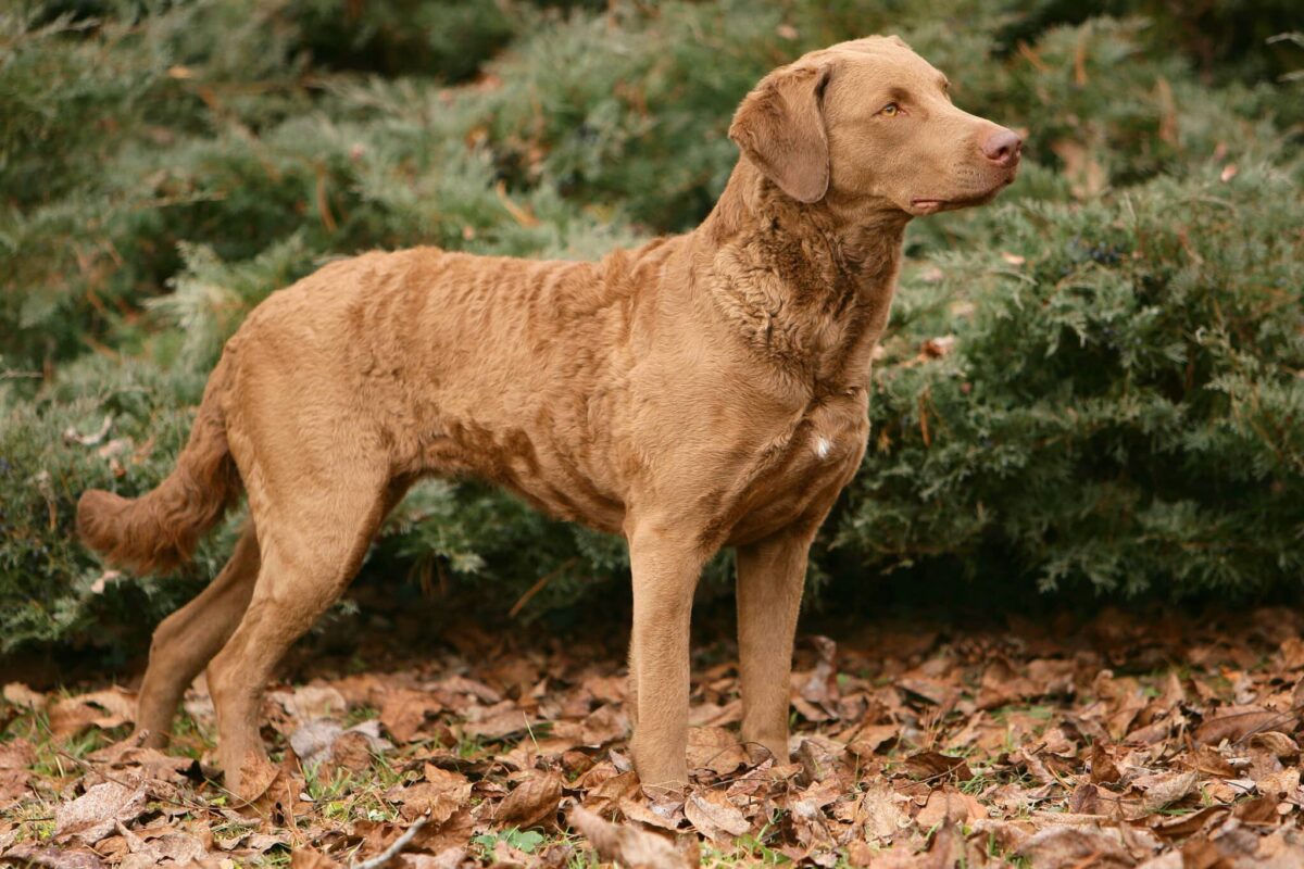 10 Things Every Chesapeake Bay Retriever Owner Needs in
Their Home