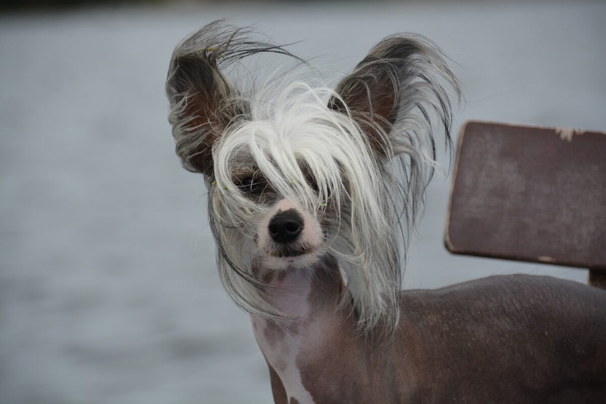 10 Things Every Chinese Crested Owner Needs in Their
Home