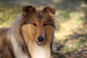 10 Things Every Collie Owner Needs in Their Home