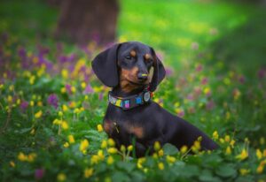 10 Things Every Dachshund Owner Needs in Their Home