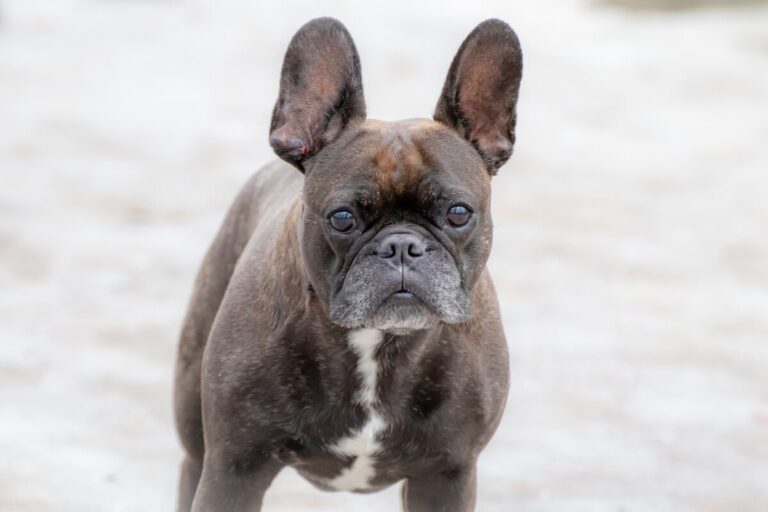 10 Things Every French Bulldog Owner Needs in Their
Home