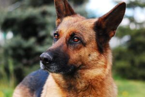 10 Things Every German Shepherd Owner Needs in Their
Home