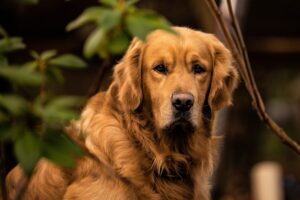 10 Things Every Golden Retriever Owner Needs in Their
Home